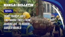 DENR transplants two Narra trees from Quirino Ave. to Hidden Garden Manila