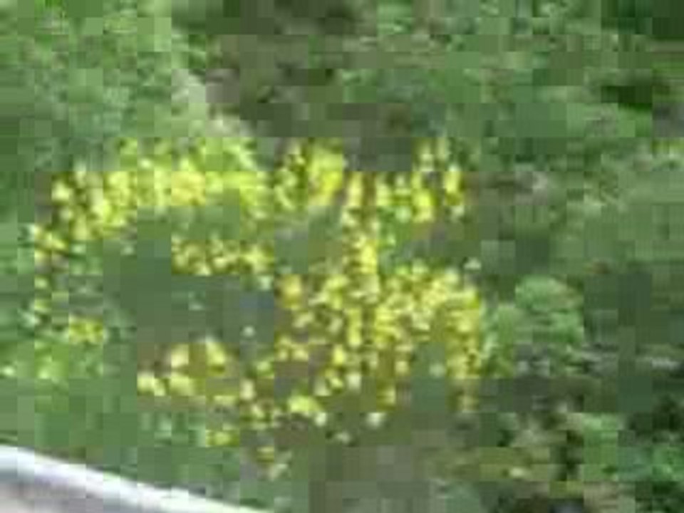 309 gti rallye jean behra