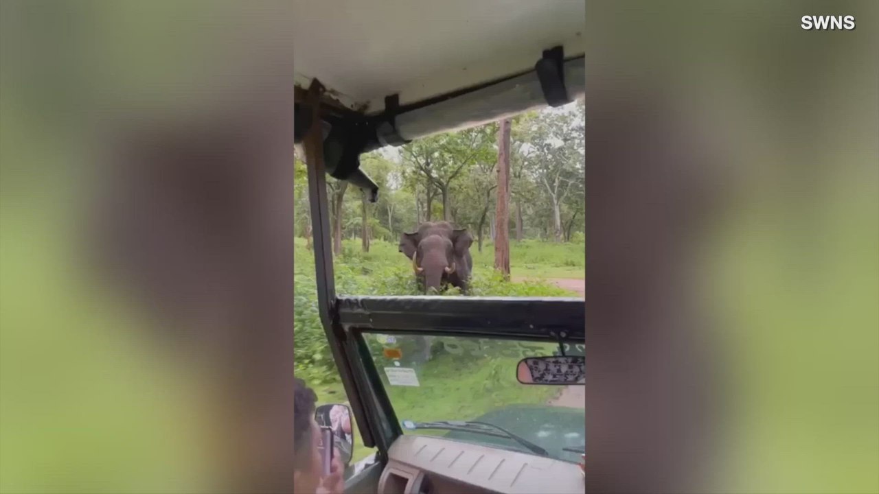 Inside an Indian Safari: Elephant Charges the Tour Group