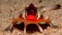 Meet the red-lipped batfish: not just a lipstick pout