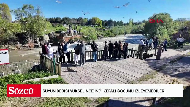 Suyun debisi yükselince inci kefali göçünü izleyemediler