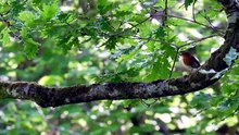 Springwatch - Season 2026 Episode 3