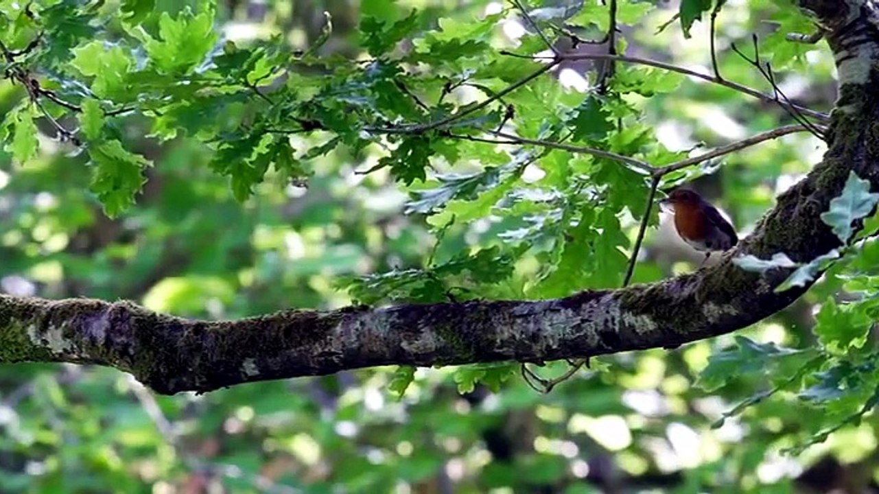 Springwatch S2026E03