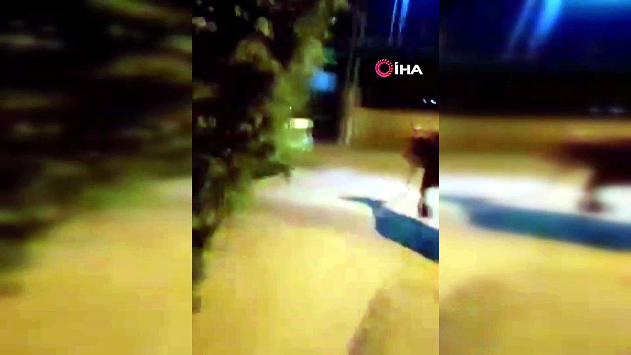 Bursa’da kaçan dana mahalleyi ayağa kaldırdı