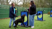 Paul O'Grady: For the Love of Dogs - Season 14 Episode 5
