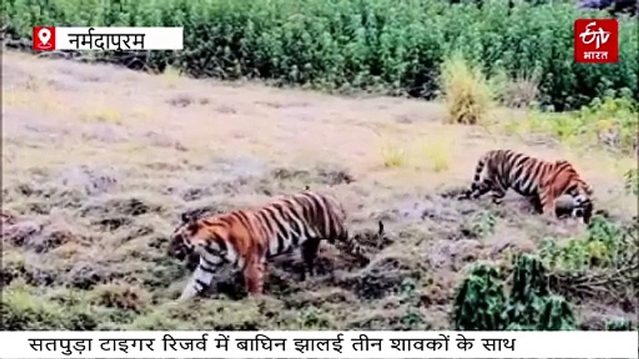 सतपुड़ा टाइगर रिजर्व में मनमोहक नजारा, 3 शावकों...