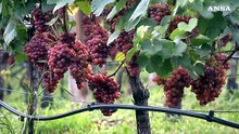 Vino: -2 miliardi fatturato Italia 2020, calo 20-25%