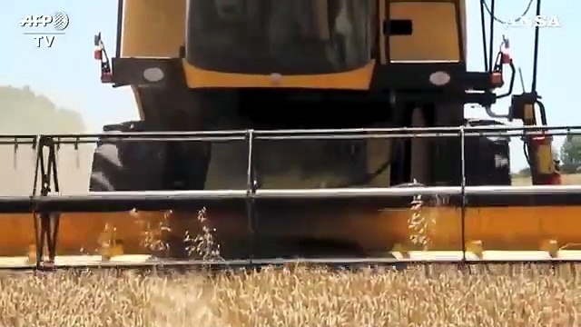 Siccita' e bombe acqua, nel mondo la produzione di grano soffre