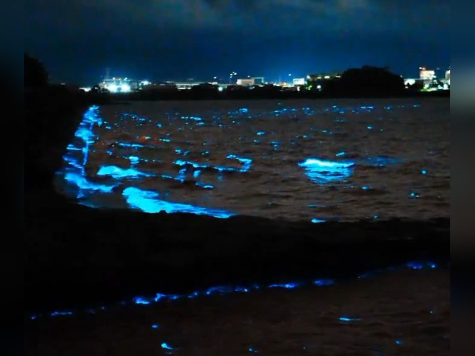 Seltenes Naturschauspiel: Wellen leuchten Neonblau