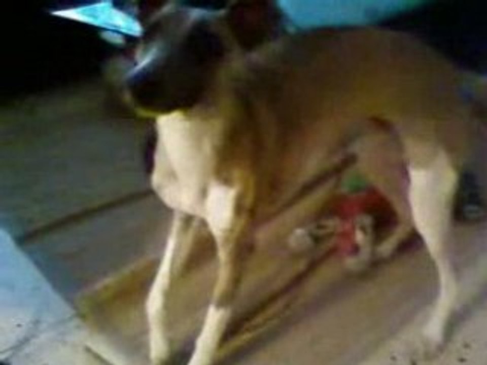 Prince fait le fou