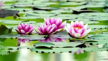 Musique Relaxante pour calmer une crise d'angoisse et de panique