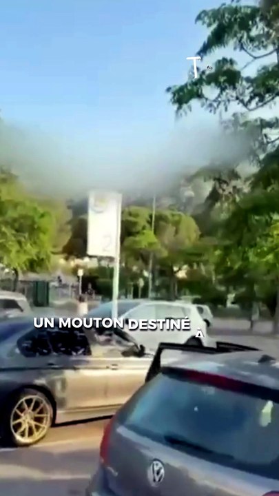 À Marseille, un mouton destiné à l'Aïd prend la fuite sur un parking