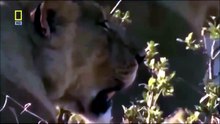Lions Behaving Badly