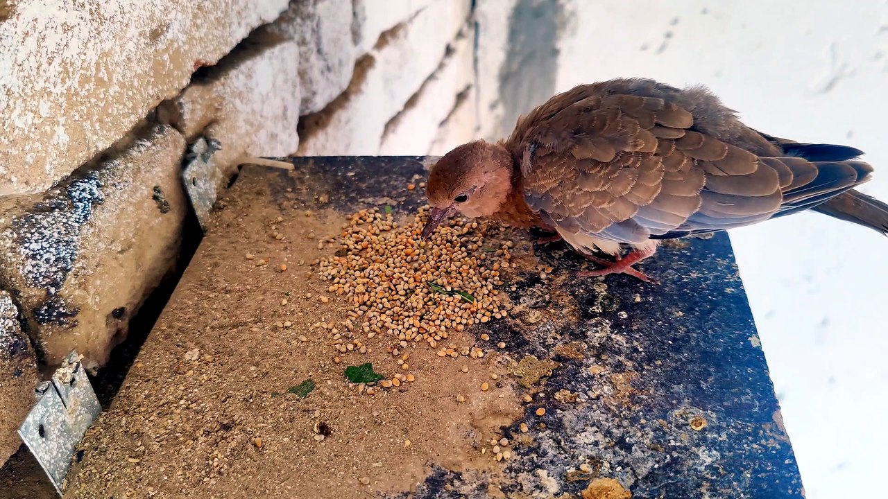 Peaceful Dove Nest Sounds For Relaxation your day