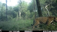 Divisaron a dos yaguaretés silvestres en El Impenetrable