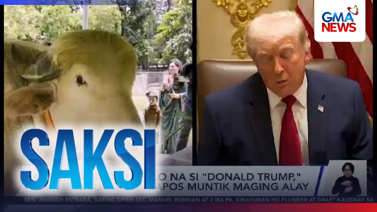 Albino buffalo na si "Donald Trump," nailigtas matapos muntik maging alay | Saksi