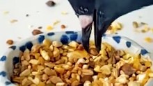 Un pigeon qui trie ses graines au ralenti, comme un vrai expert