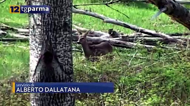BRACCONIERI NEL GRETO DELLA PARMA IN CITTÀ: INTERVENGONO I CARABINIERI | BRACCONIERI NEL GRETO DELLA PARMA IN CITTÀ: INTERVENGONO I CARABINIERI