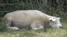 Heatwave threatens Kent's livestock
