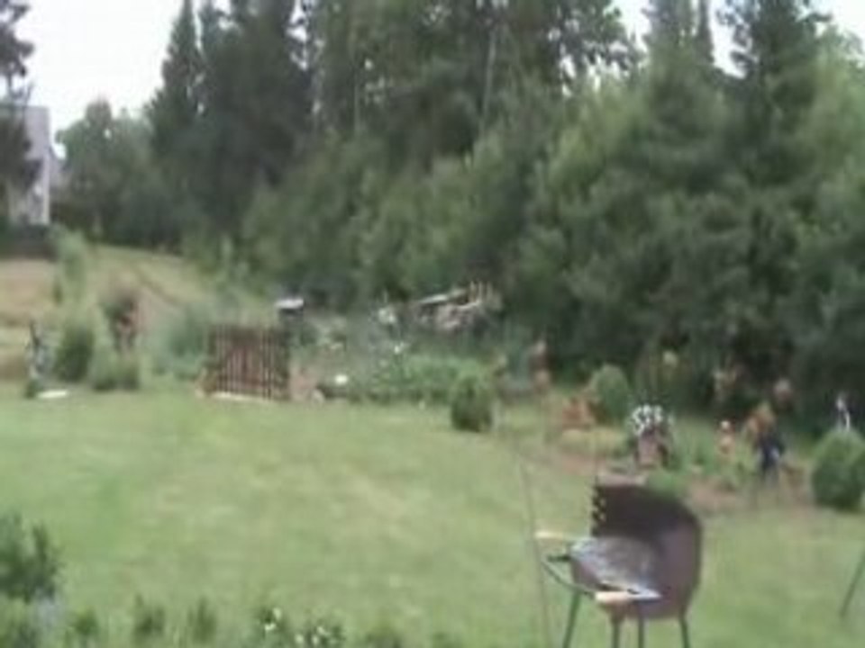 Honey bee king VIDEO 11