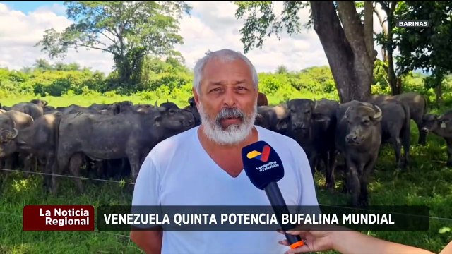 Barinas se consolida como potencia nacional en la producción de búfalos