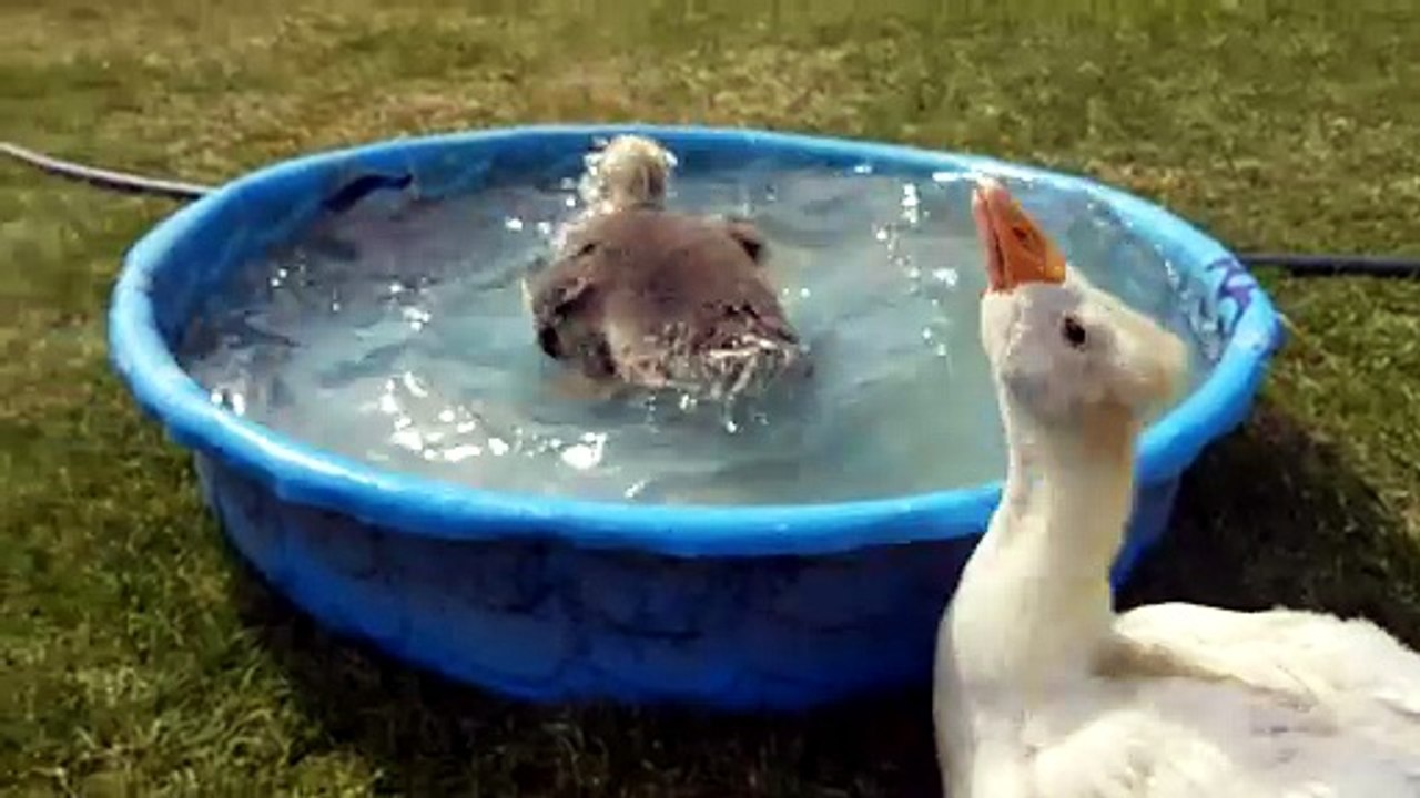 Baby Tooey was 100% feeling that water. | #SparklegleamFarm #Lemongrab #Tooey #homestead #goose #farmanimals #UNACCEPTABLE #cute