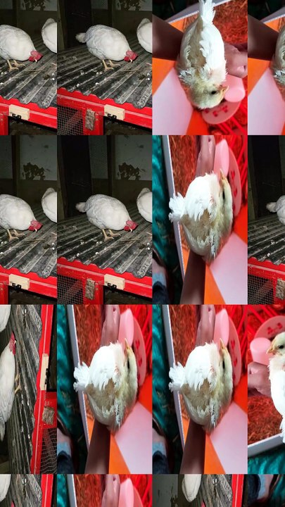 Oh my, look at the time, it's cluck o'clock! | #SparklegleamFarm #Chicken #homestead #farmanimals #cute