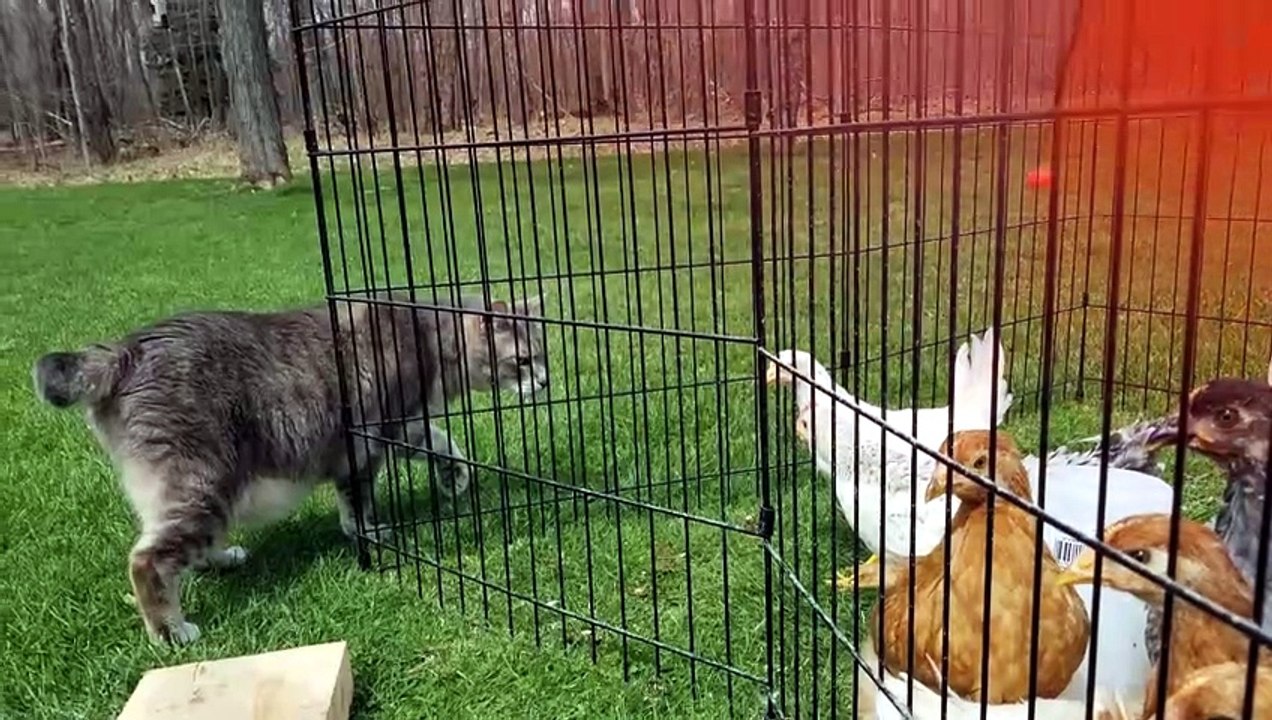 Warden Cory ensuring that his protected charges are in tip-top shape. | #SparklegleamFarm #Cory #Chicken #homestead #cats #farmanimals #catlovers #cute