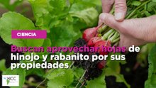 Buscan aprovechar hojas de hinojo y rabanito por sus propiedades