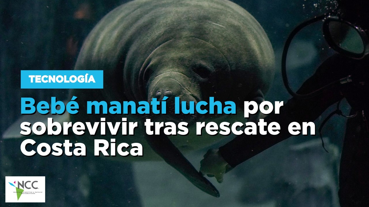 Bebé manatí lucha por sobrevivir tras rescate en Costa Rica