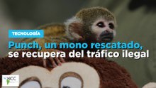 Un mono fraile rescatado, se recupera del tráfico ilegal