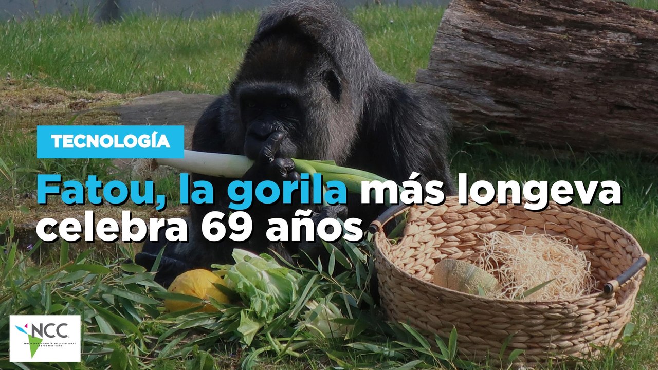Fatou, la gorila más longeva celebra 69 años