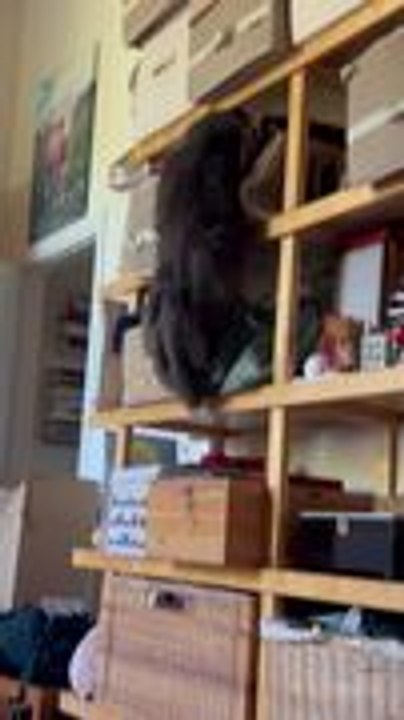 Cat Struggles Climbing Shelf