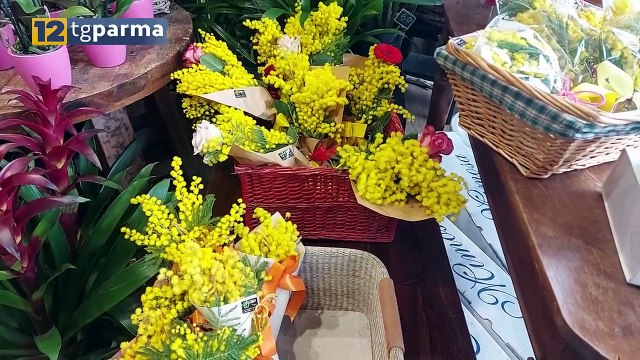 FESTA DELLA DONNA, TUTTI A CACCIA DELLA MIMOSA E NON SOLO | FESTA DELLA DONNA, TUTTI A CACCIA DELLA MIMOSA E NON SOLO