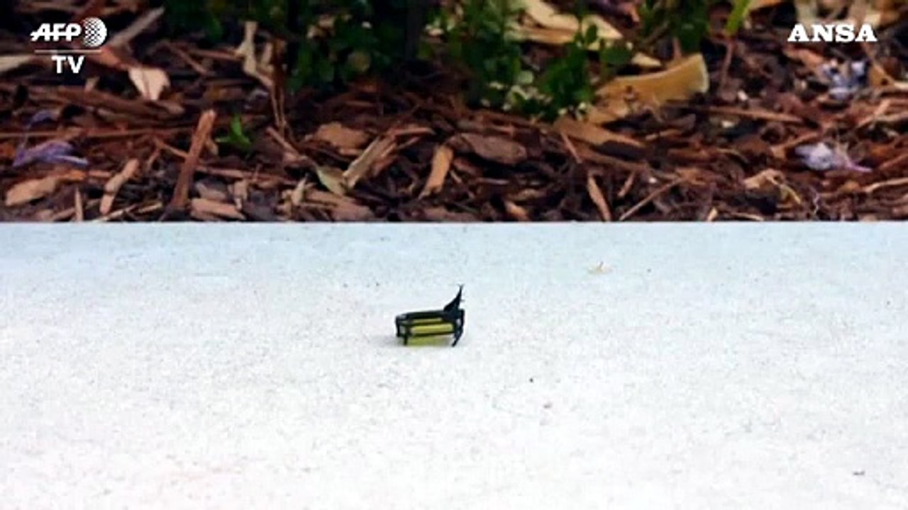Usa: Il "RoBeetle" da 88 milligrammi