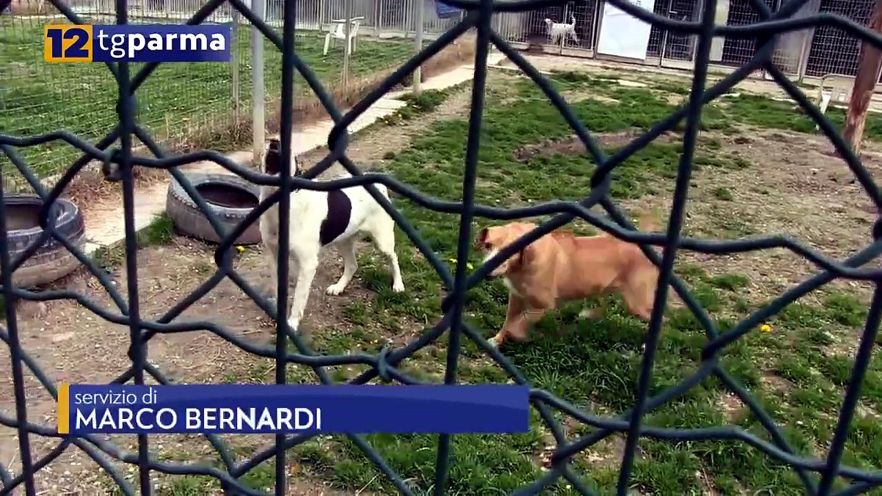 CANILE MUNICIPALE, L'OPPOSIZIONE ALL'ATTACCO: "GROSSE CARENZE E CRITICITÀ" | CANILE MUNICIPALE, L'OPPOSIZIONE ALL'ATTACCO: "GROSSE CARENZE E CRITICITÀ"