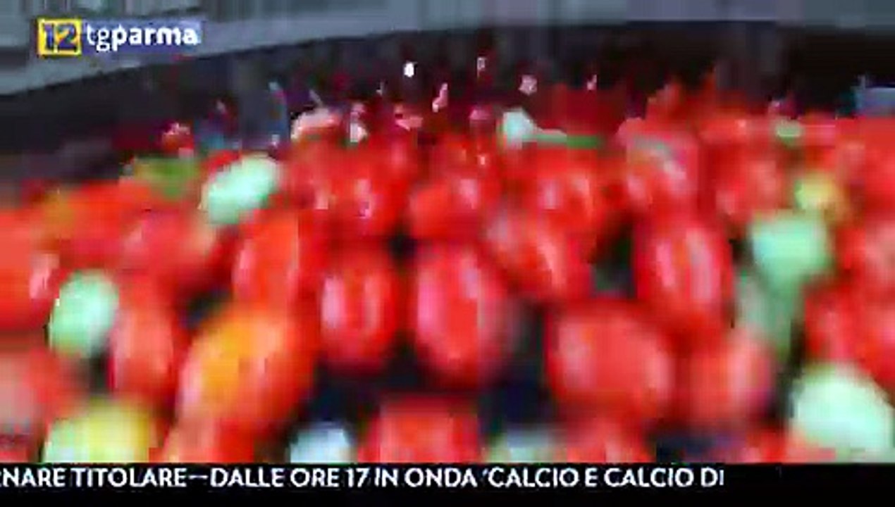 CAMPAGNA POMODORI 25 7 2020