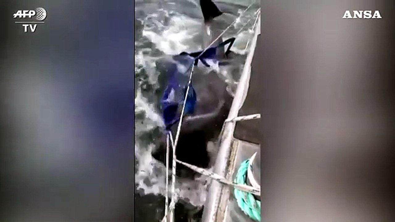 Tasmania, la corsa contro il tempo per salvare 200 balene spiaggiate