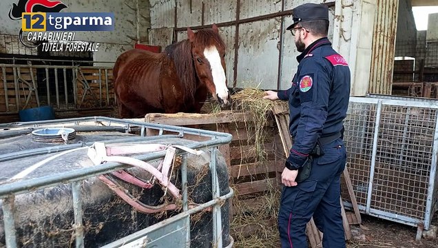 VARANO MELEGARI: ANIMALI MALTRATTATI IN UN'AZIENDA AGRICOLA | VARANO MELEGARI: ANIMALI MALTRATTATI IN UN'AZIENDA AGRICOLA