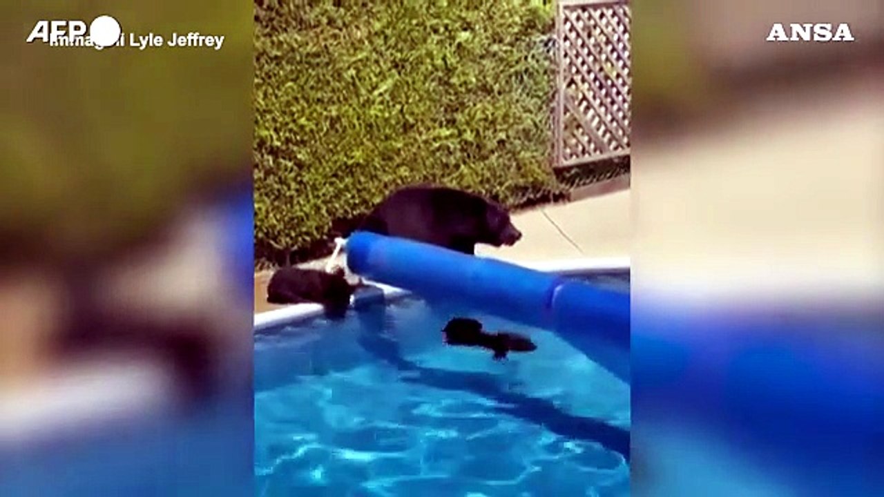 Caldo record in Canada: un orso e due cuccioli si rinfrescano in piscina