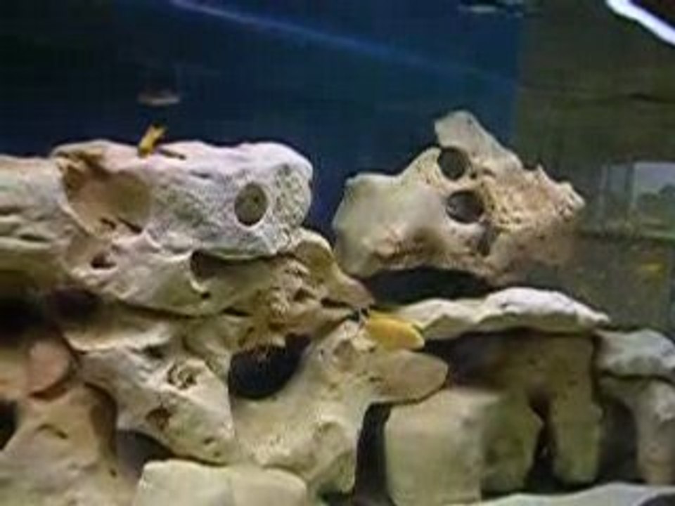 Bac cichlidés du Malawi (450l brut)