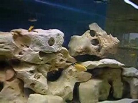 Bac cichlidés du Malawi (450l brut)