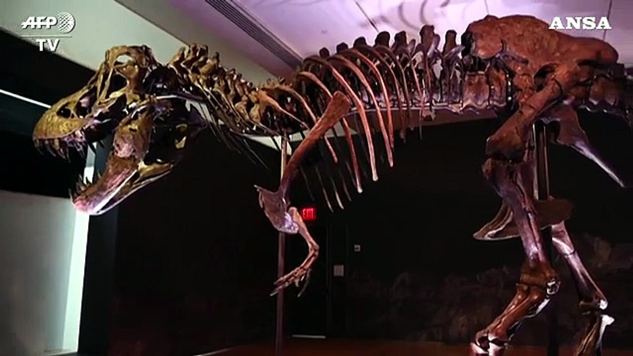 Record per il T-Rex all'asta, battuto a 31 milioni di dollari