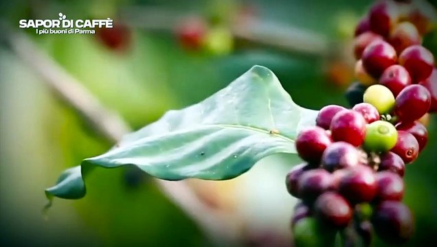 Sapor di Caffè 2024 - 8a puntata del 23-06-24 | Sapor di Caffè 2024 - 8a puntata del 23-06-24