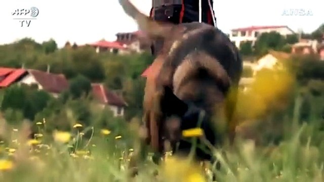 Ecco come vengono addestrati i cani antimine