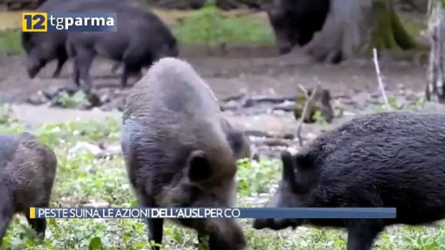 PESTE SUINA, LE AZIONI DELL'AUSL PER CONTENERE I CONTAGI | PESTE SUINA, LE AZIONI DELL'AUSL PER CONTENERE I CONTAGI