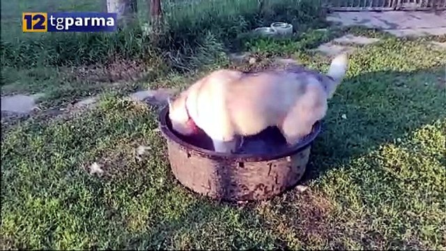 TANTI CANI E GATTI IN PENSIONE QUANDO I PADRONI SONO IN VACANZA | TANTI CANI E GATTI IN PENSIONE QUANDO I PADRONI SONO IN VACANZA