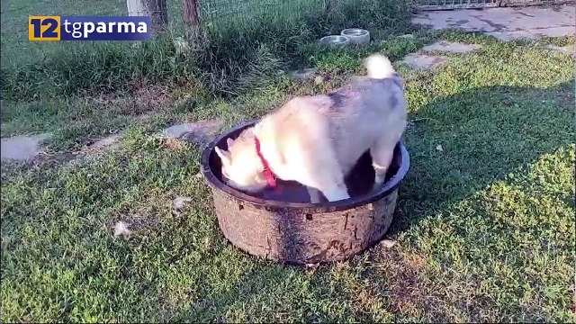 TANTI CANI E GATTI IN PENSIONE QUANDO I PADRONI SONO IN VACANZA | TANTI CANI E GATTI IN PENSIONE QUANDO I PADRONI SONO IN VACANZA