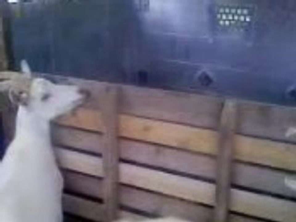 Video77