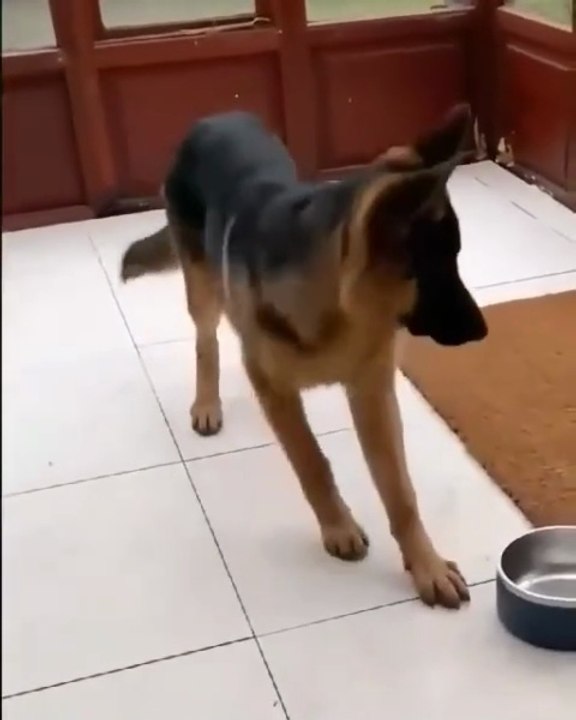 Funny German shepherd dog #Sweet German shepherd puppy #Golden hair😂😂😂😂😂😂😂😂